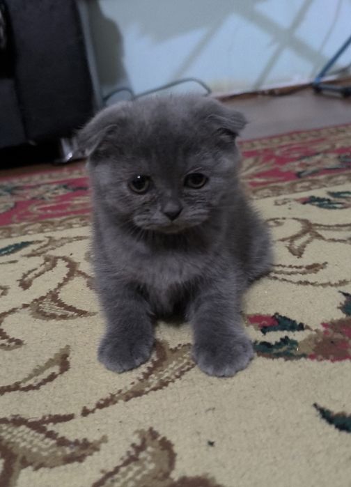 Котята чистой породы