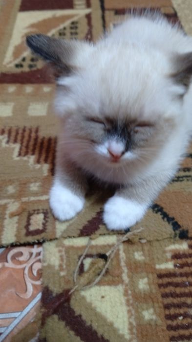 Отдам котят в добрые руки