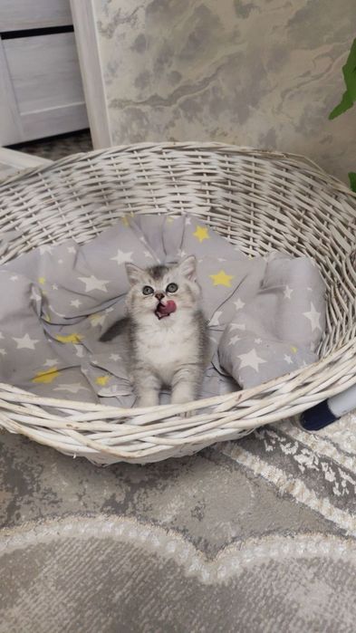 Шикарный крупный мальчишка от правильной вязки