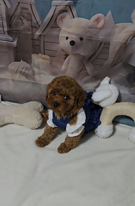 !РЕЗЕРВИРАНО!Пудел той с родословие 5 поколения назад