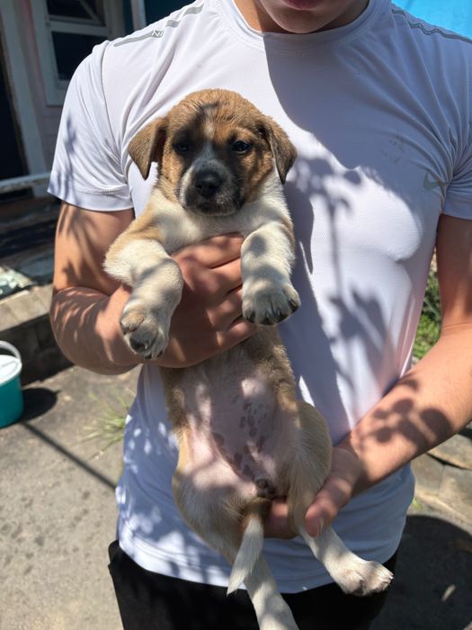 Щенков бесплатно