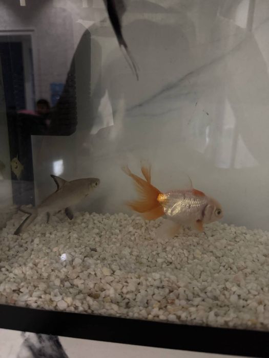 Aranda skalariy Baliqlari sotiladi