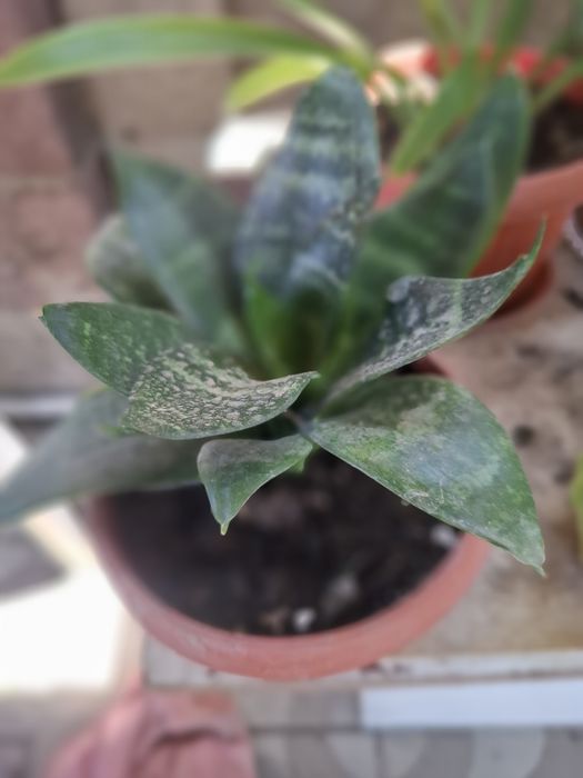 Продаю комнатный цветы