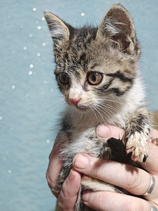 Отдам котенка девочка
