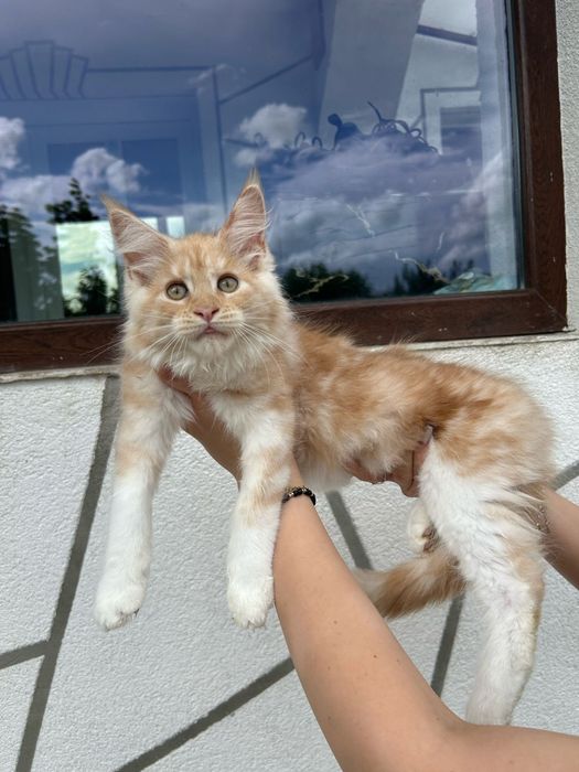 pisicuta maine coon