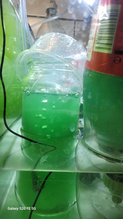 Култури с жива храна (Daphnia Moina, бели червеи и оцетни змиорки).