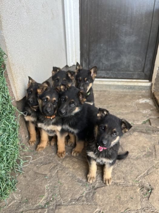 Немска овчарка,малки на два и половина месеца