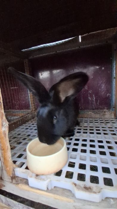 Quyon Sotiladi 4- Kilo