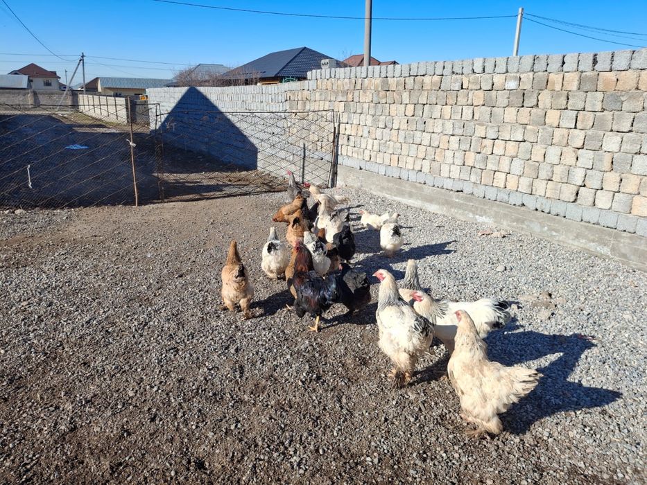 Срочна продажа