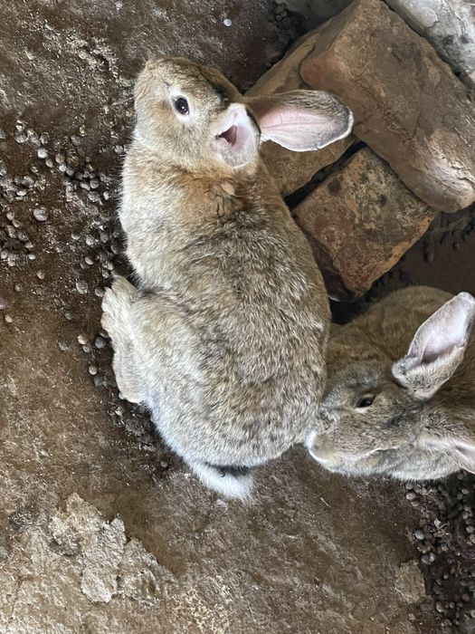 Қоян таза ауру емес