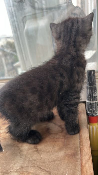 Котята заботливым хозяевам