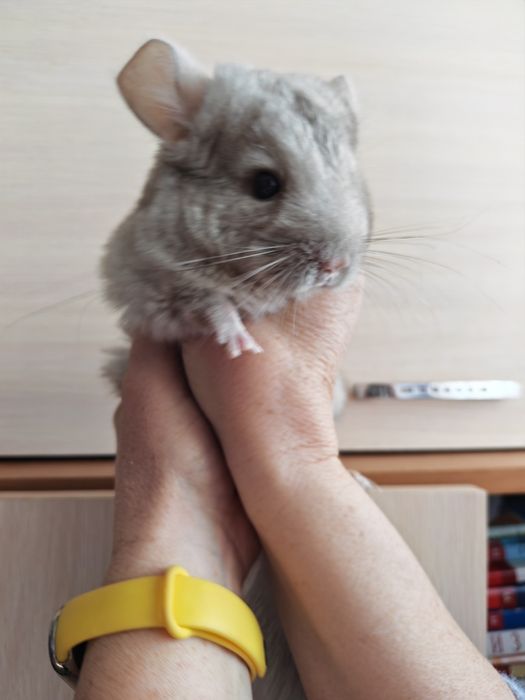 Продам шиншиллу,  девочка