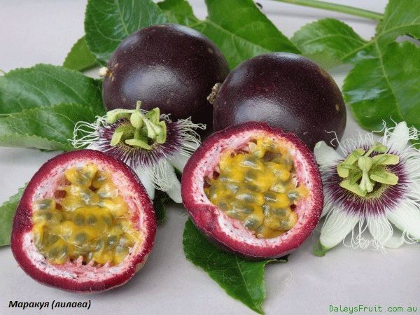 Екзотични растения / семена (доставка за цялата страна)