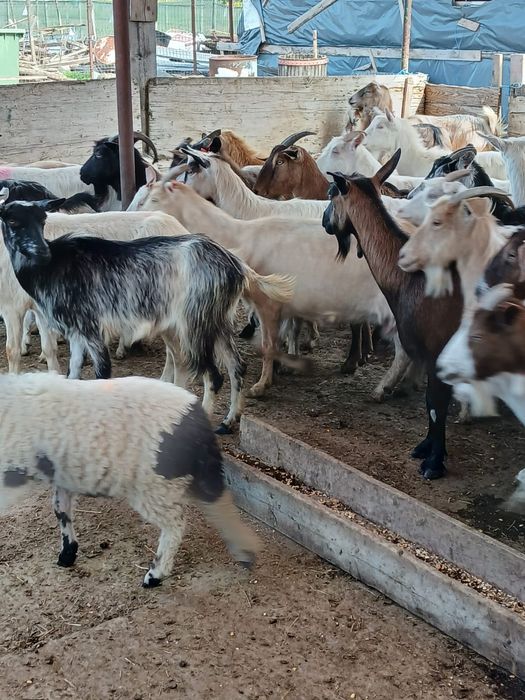 Vând urgent capre bune de lapte
