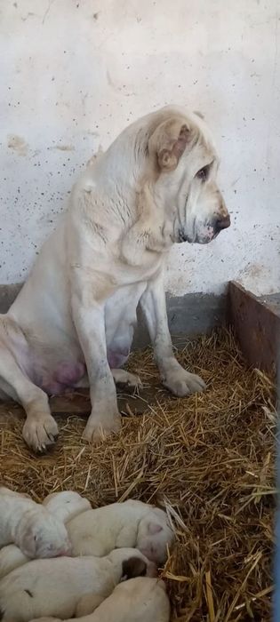 Alabay kuchik bollari