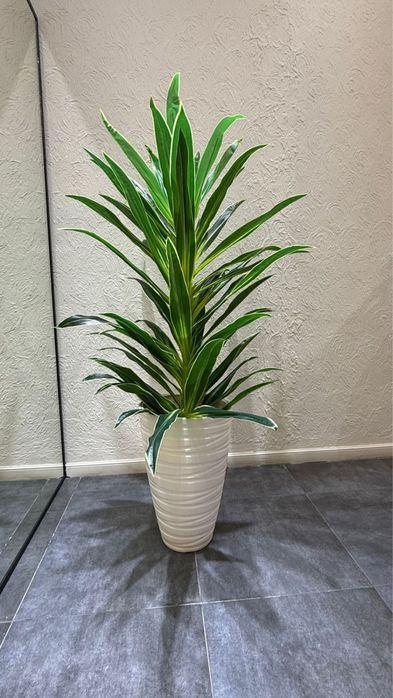 Искусственные растения для интерьера.