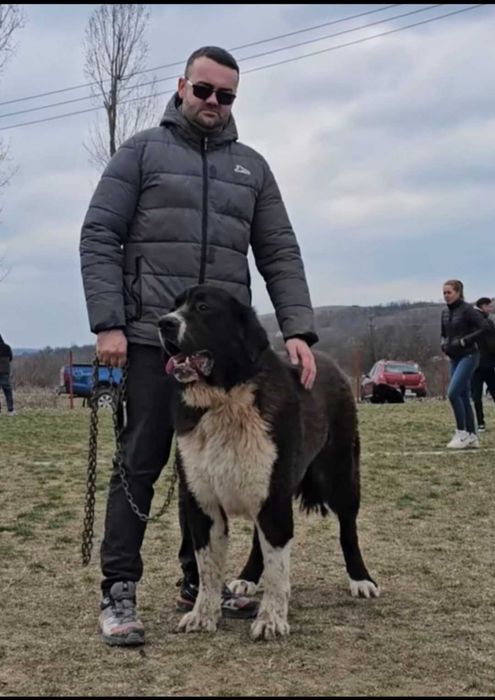 Vand ciobanesc de bucovina
