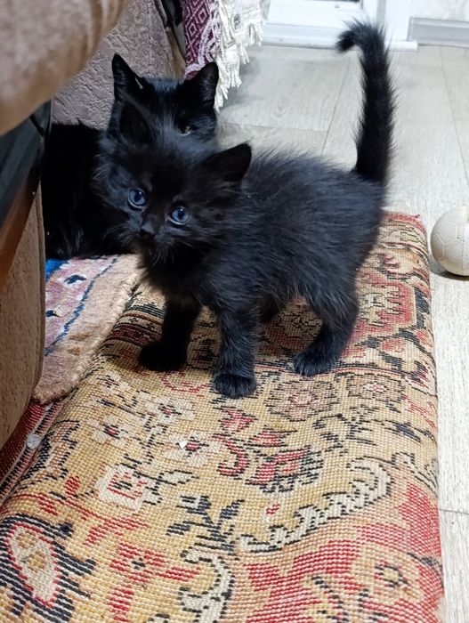 Отдам в добрые руки котят