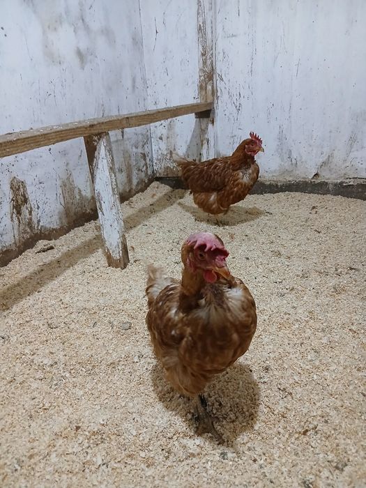 Ломан браун куры
