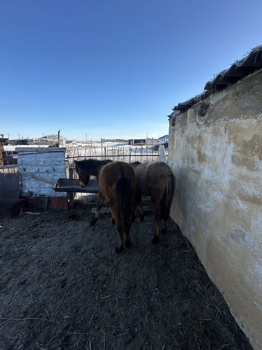 Продам 12 голов лошадей