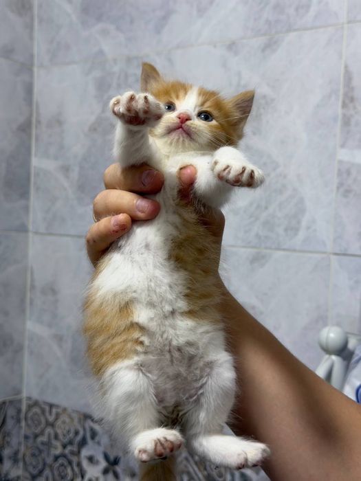 Отдам котят в добрые руки