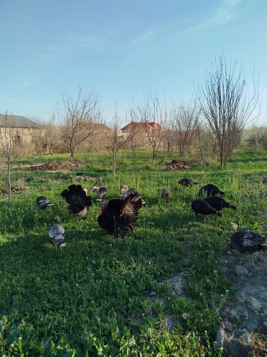 Куркалар сотилади  14 дона  Хамаси тухумда