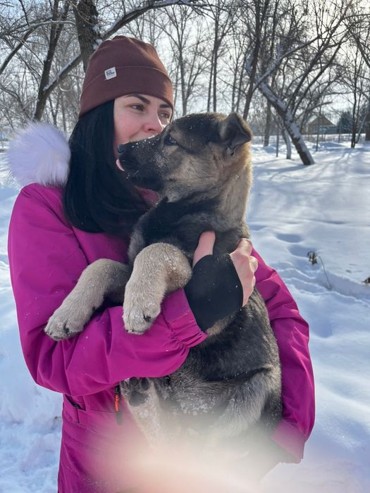 Отдам щенков бесплатно