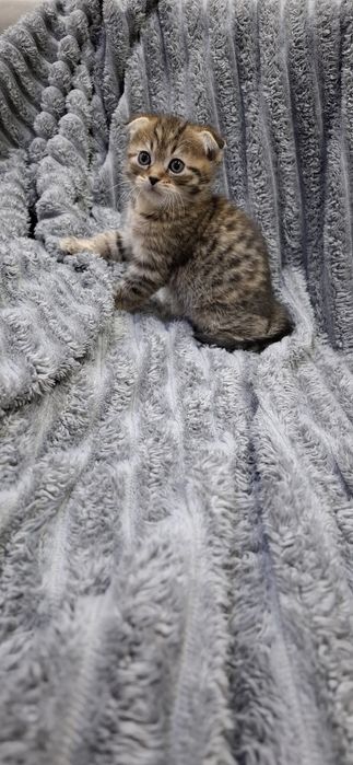 Шотландские девочки котята