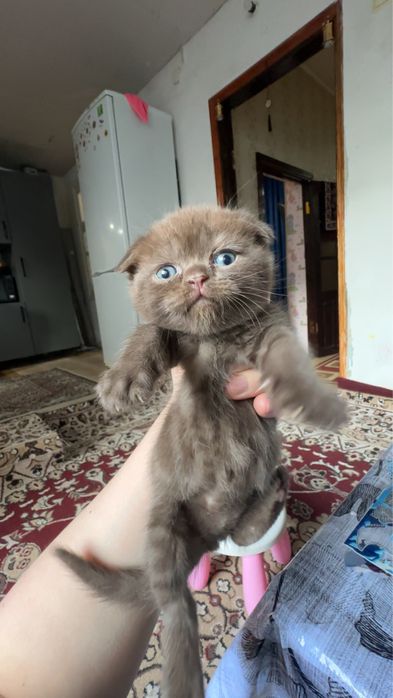 mushu sotladi toza zotli