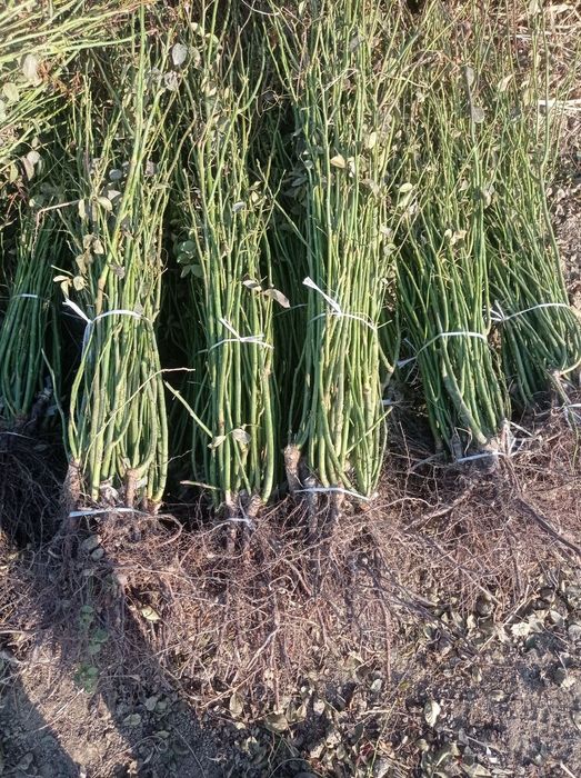 Atirgul mayda koʻchatlari