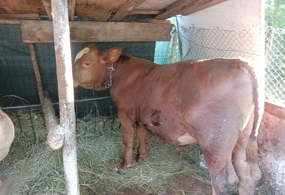 De vânzare 2 taurasi și o vitea!