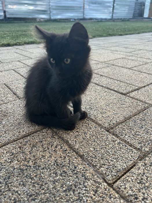 Donez pisici negrii