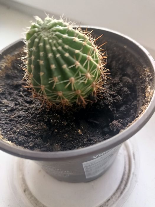 Кактус  эхинопсис