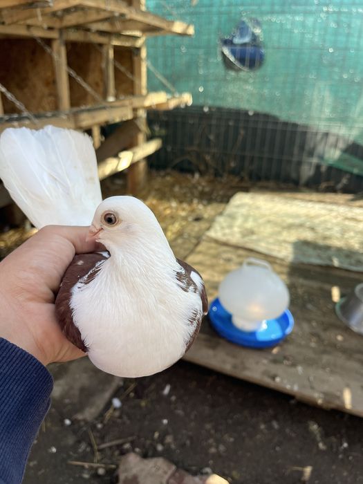 Porumbei de ornament