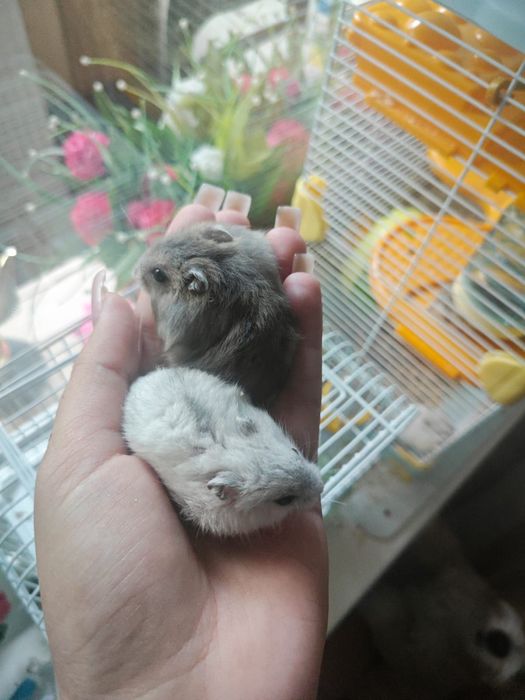 Джунгарские хомячки