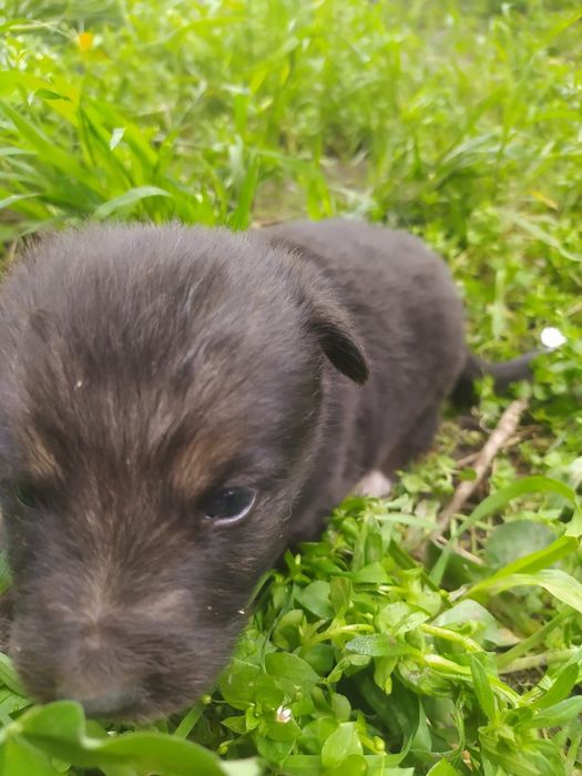 Щенки ищут дом...