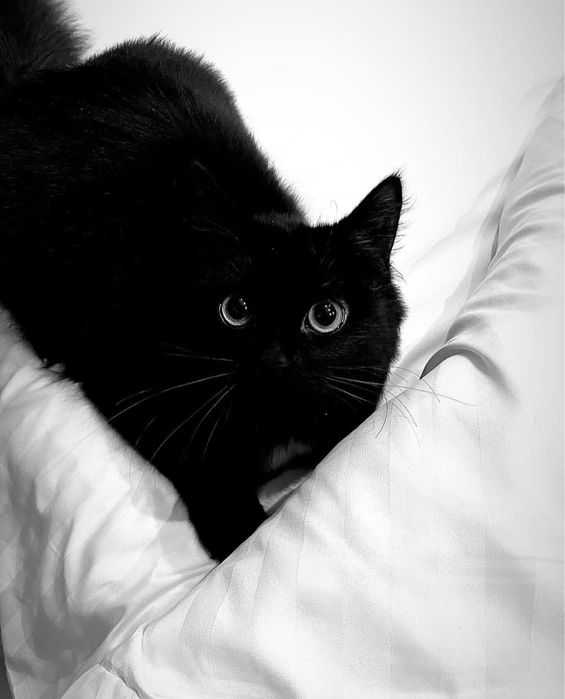 Отдам кошечку в добрые руки