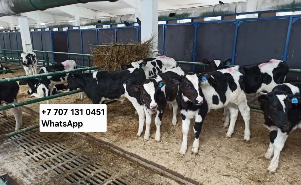 Телята бычки белоголовые пародиялар