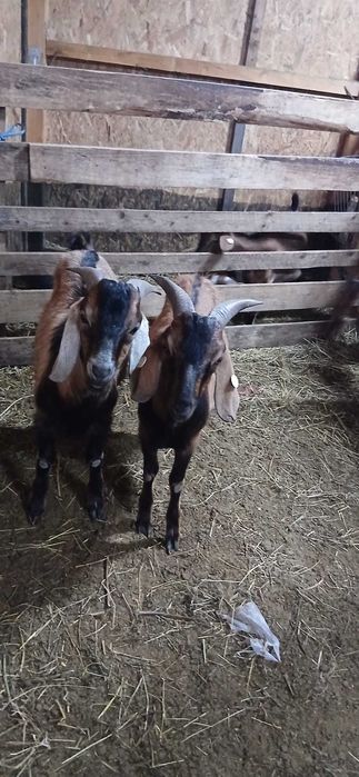 Țapi 2 Țapi anglonubian in acte ,vârsta 1 an