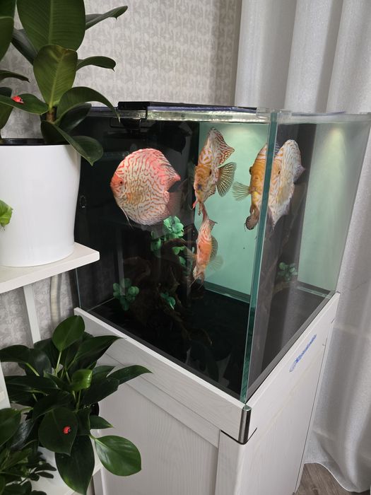 Продам взросдых дискусов