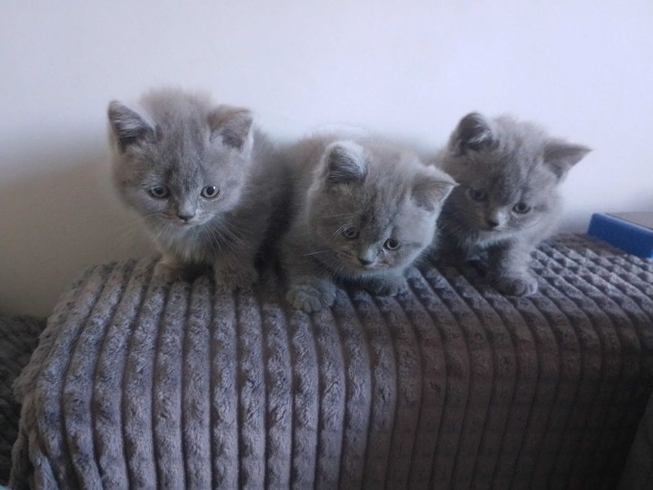 Британски принцеси