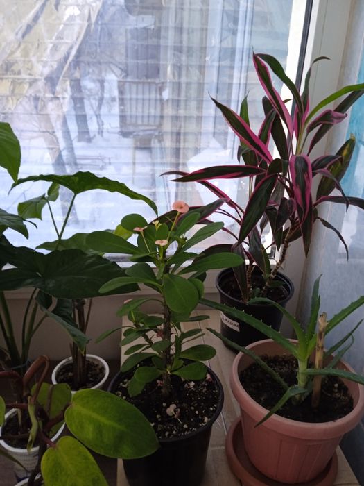 Продажа комнатных цветов