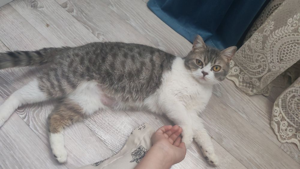 Отдам кошку в заботливые руки