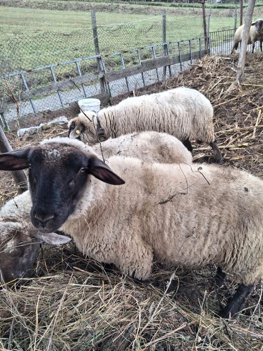 Miei sulfok de vânzare pentru sacrificat