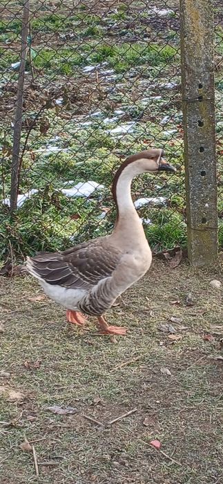 Vând GÂSCAN-chinezești ,anul 2025,Curtișoara,jud.Olt