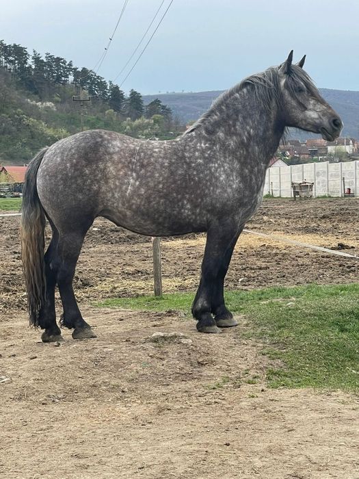 Vând mânză de doi ani