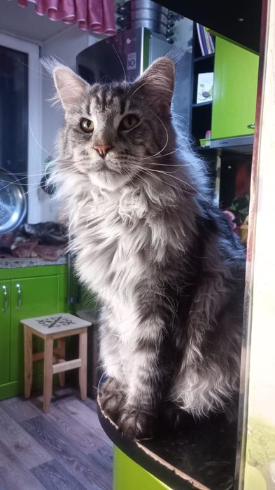 Мейн кун. Котята.