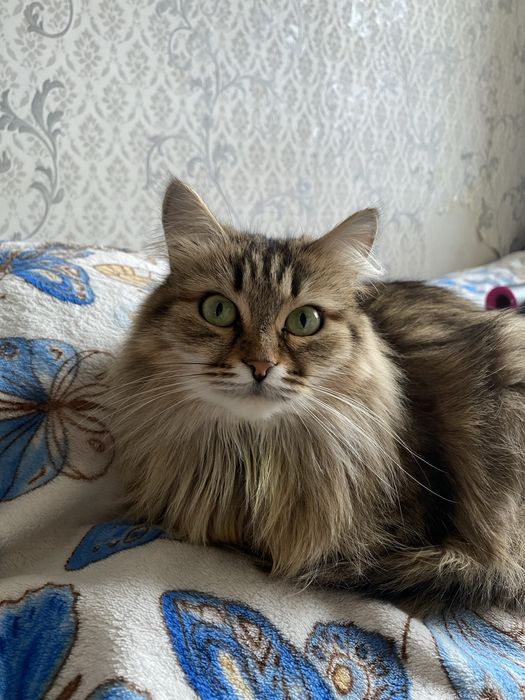 Отдам кошку в добрые руки