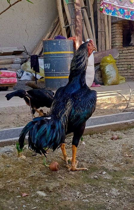 Тульяк кореец сатылады