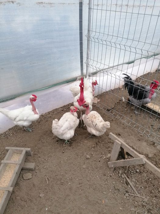 Găini Gât Golas de Transilvania 150lei